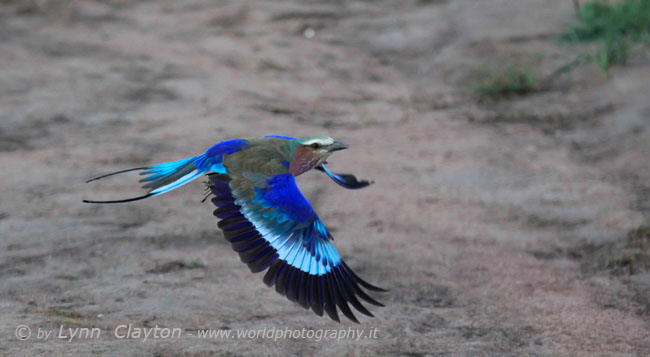 Blue Starling